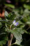 Ivyleaf speedwell